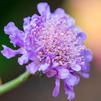 Druifkruid - Scabiosa columbaria - Heesters en vaste planten