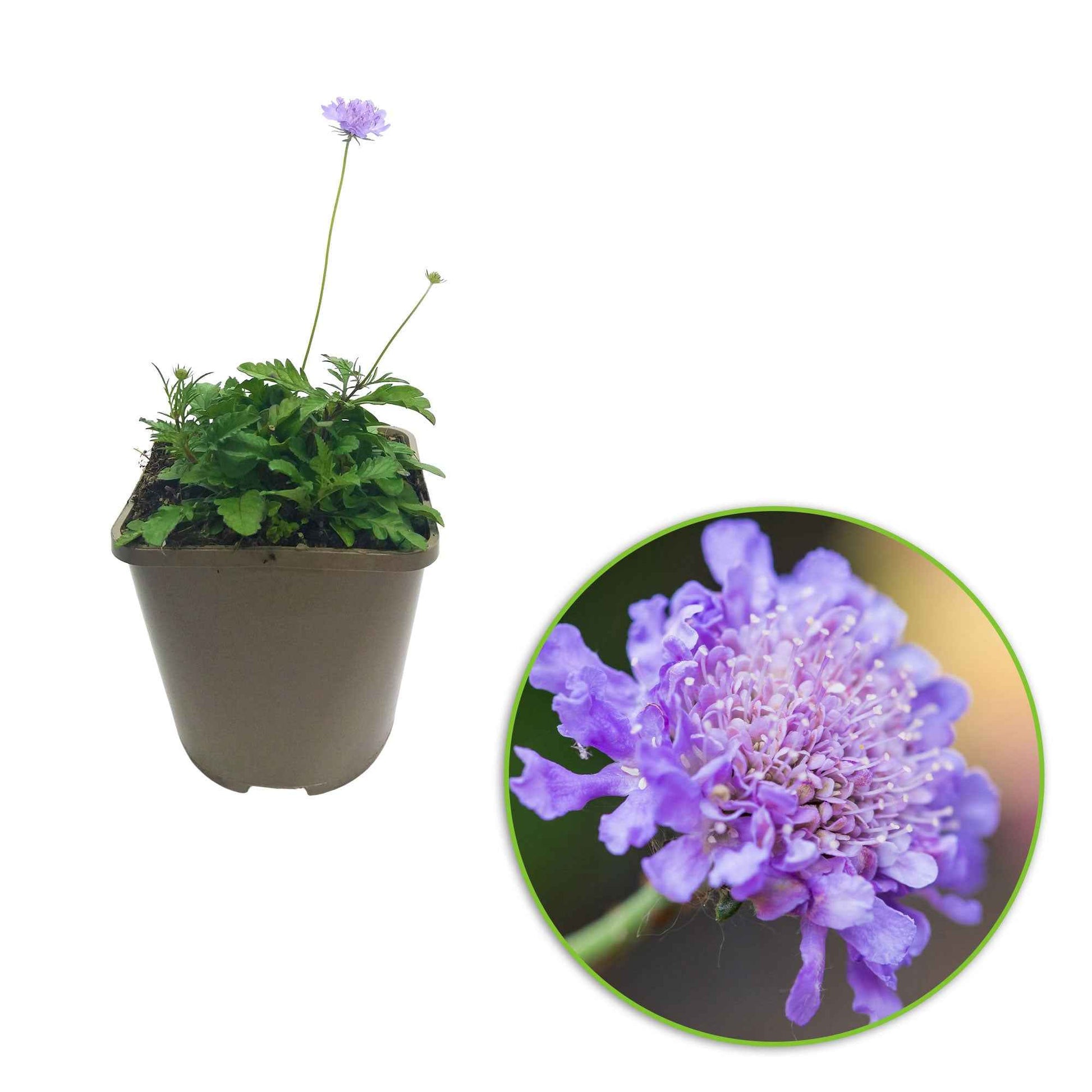 Druifkruid - Scabiosa columbaria - Vaste planten