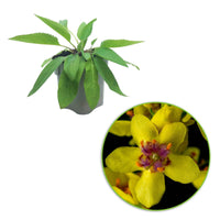 Zwarte toorts (x3) - Verbascum nigrum - Vaste planten