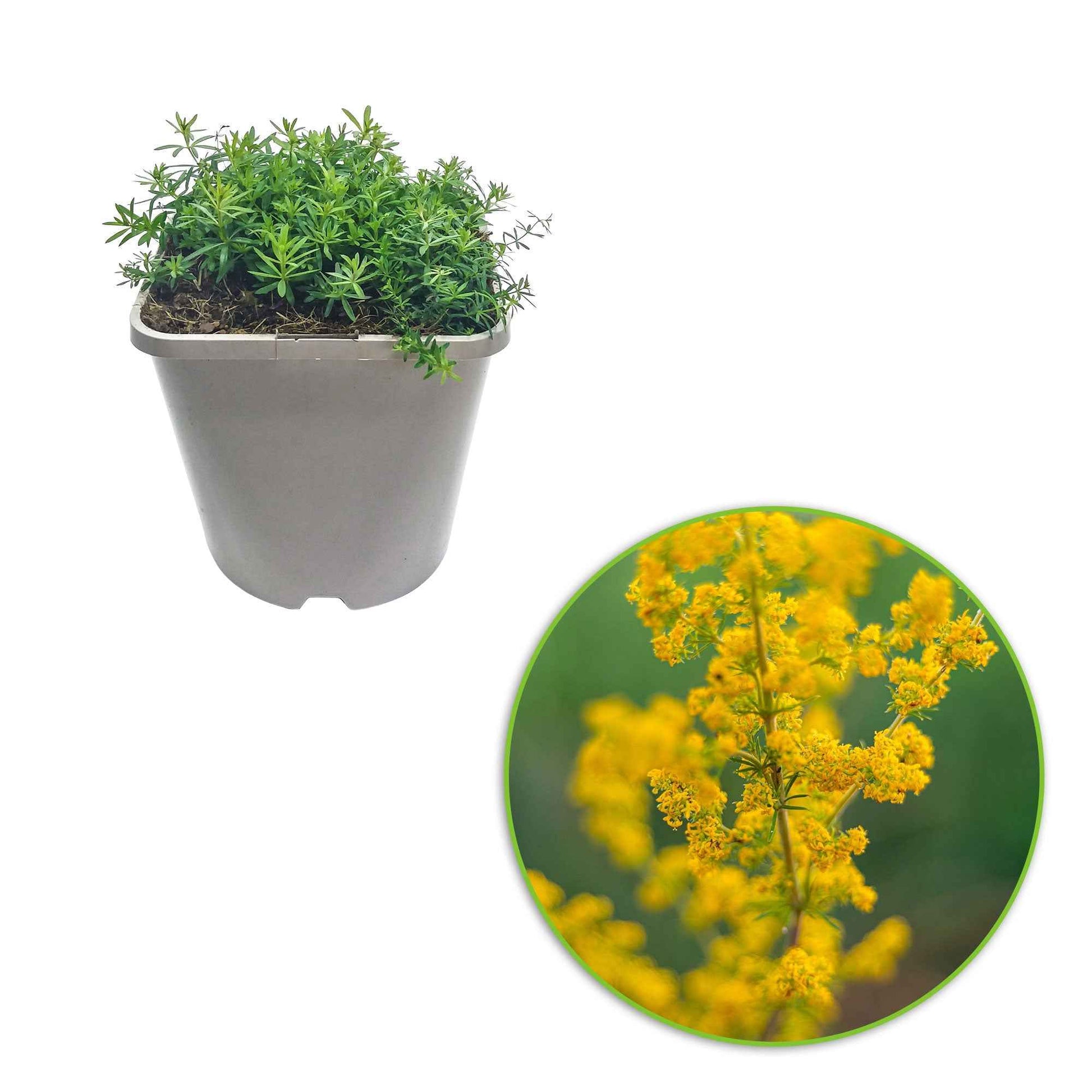 Geel walstro - Galium verum - Vaste planten