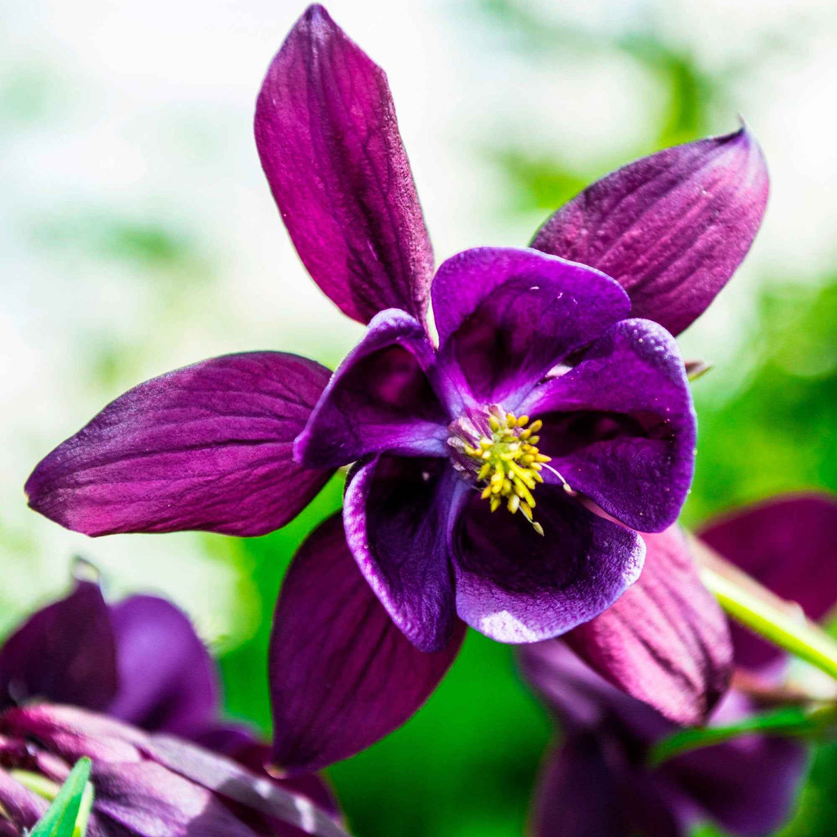 3 Granny's Bonnets Akelei - Aquilegia vulgaris Granny's Bonnets - Bakker