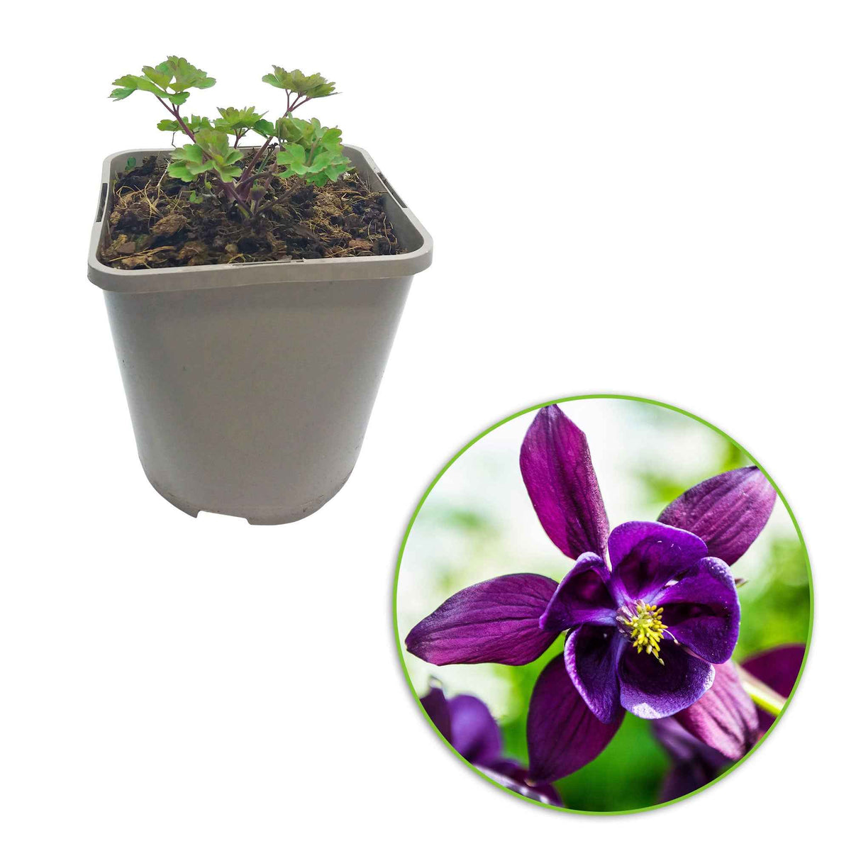 Aquilegia vulgaris Granny's Bonnets - 3 Granny's Bonnets Akelei - Akelei