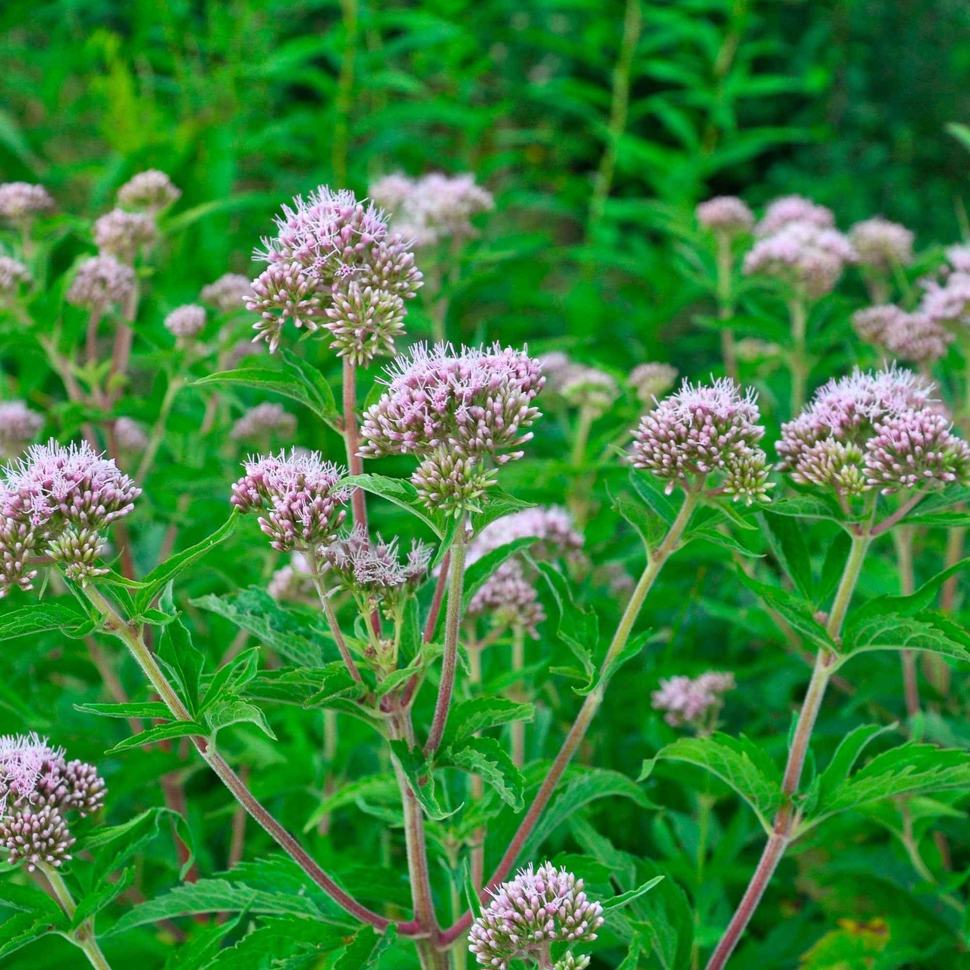 Koninginnekruid - Eupatorium cannabinum - Tuinplanten