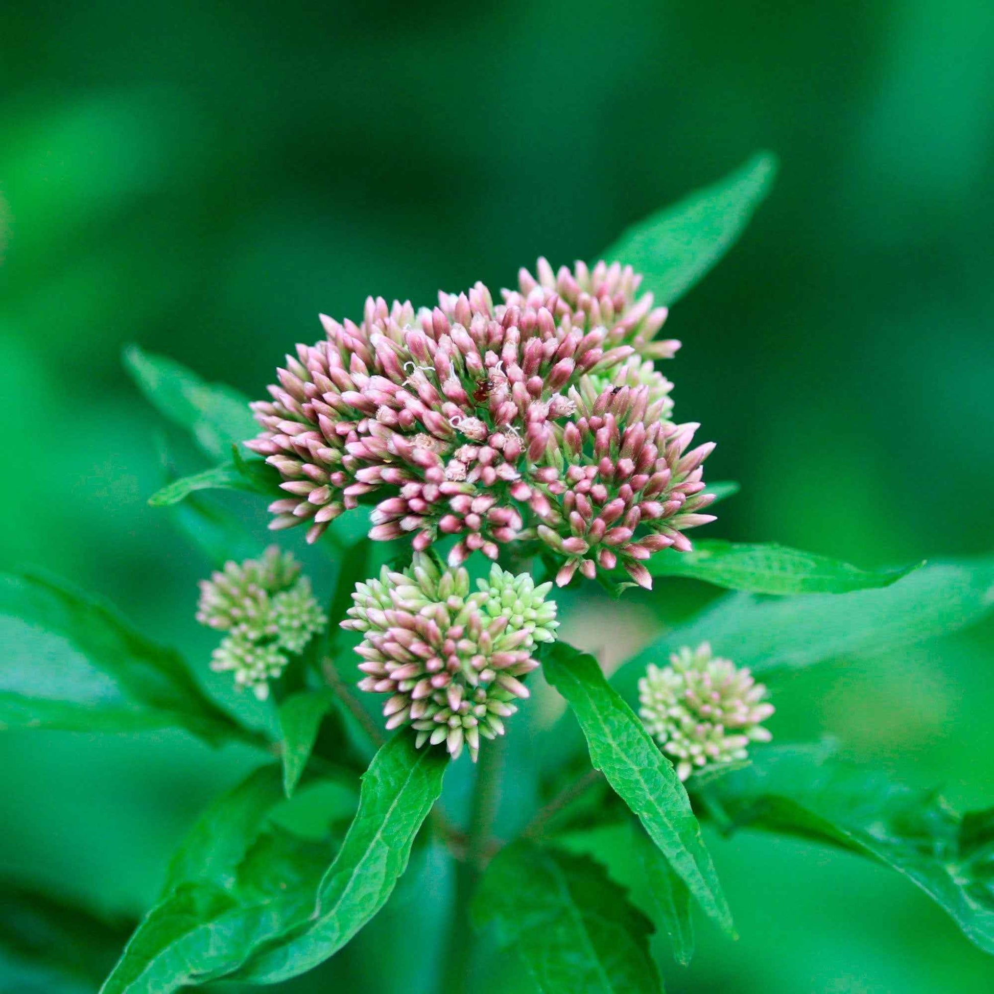 Koninginnekruid - Eupatorium cannabinum - Heesters en vaste planten