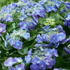 Boerenhortensia 'Teller' - Hydrangea macrophylla teller blue - Tuinplanten