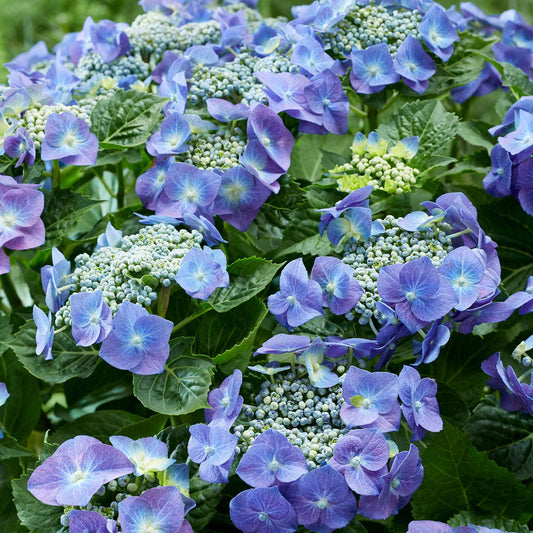 Boerenhortensia 'Teller' - Bakker