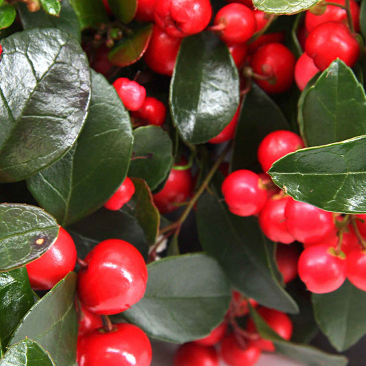 Bergthee 'Big Berry' - Bakker