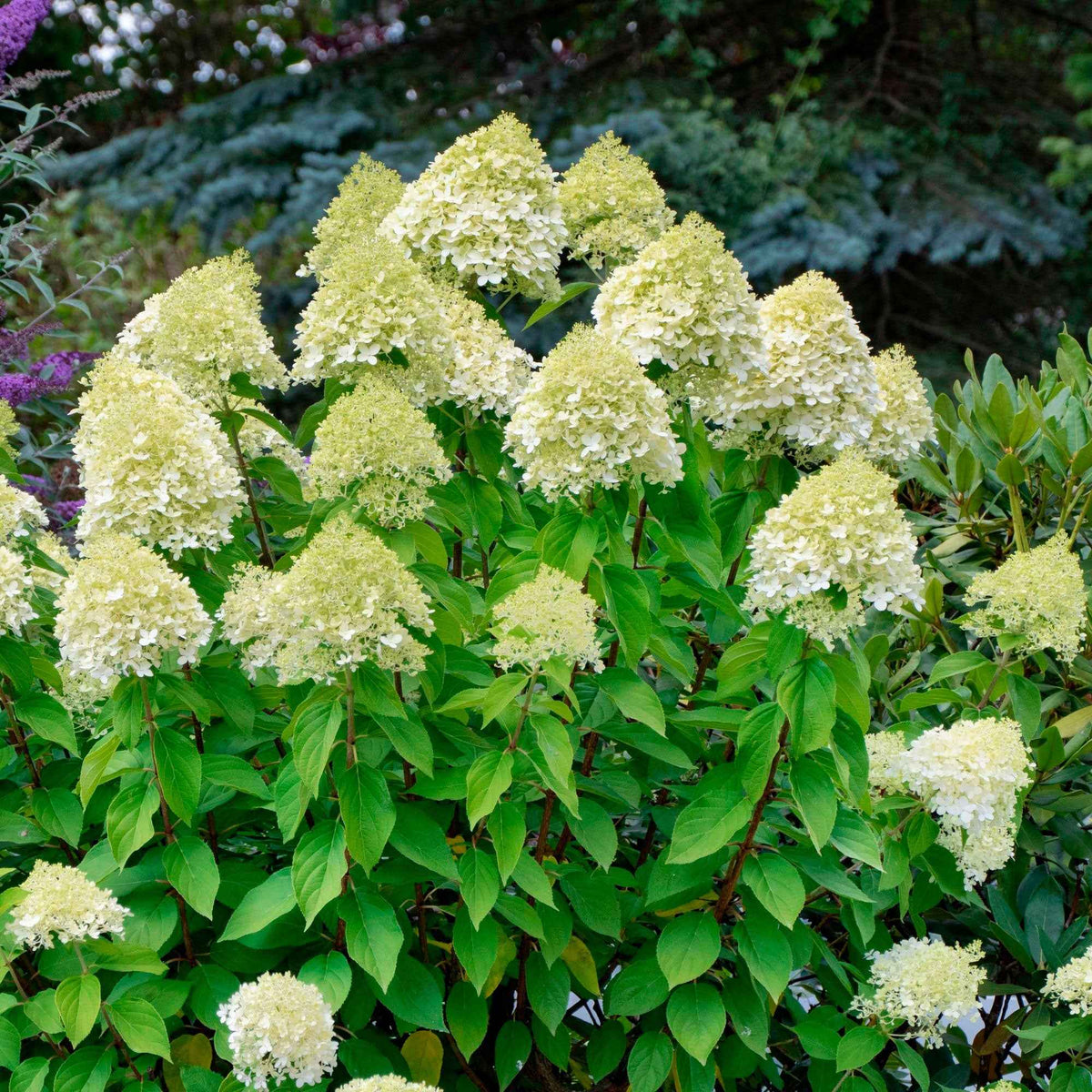 Pluimhortensia 'Silver Dollar' - Hydrangea paniculata Silver Dollar - Bakker