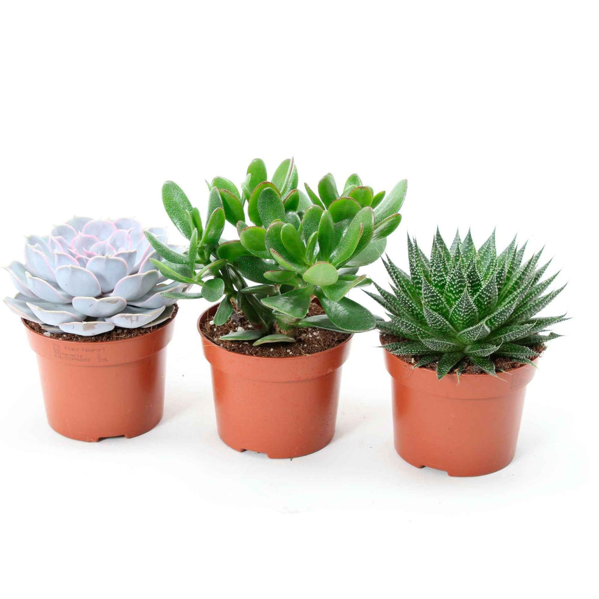 Succulent Mix -  Aloé, Echeveria, Crassula (x3) - Aloe , Echeveria , Crassula - Bakker