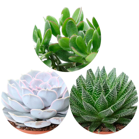 Succulent Mix -  Aloé, Echeveria, Crassula (x3) - Aloe , Echeveria , Crassula - Op soort