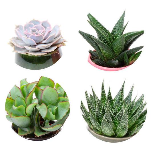 Succulent  Mix (x4) - Bakker