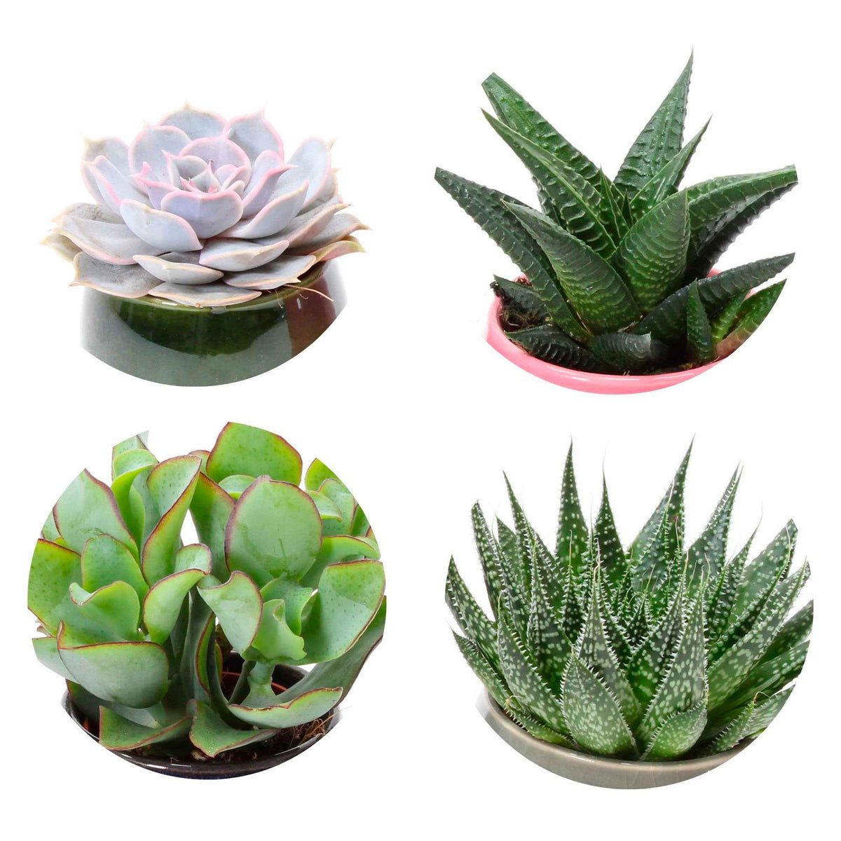 Succulent  Mix (x4) - Bakker