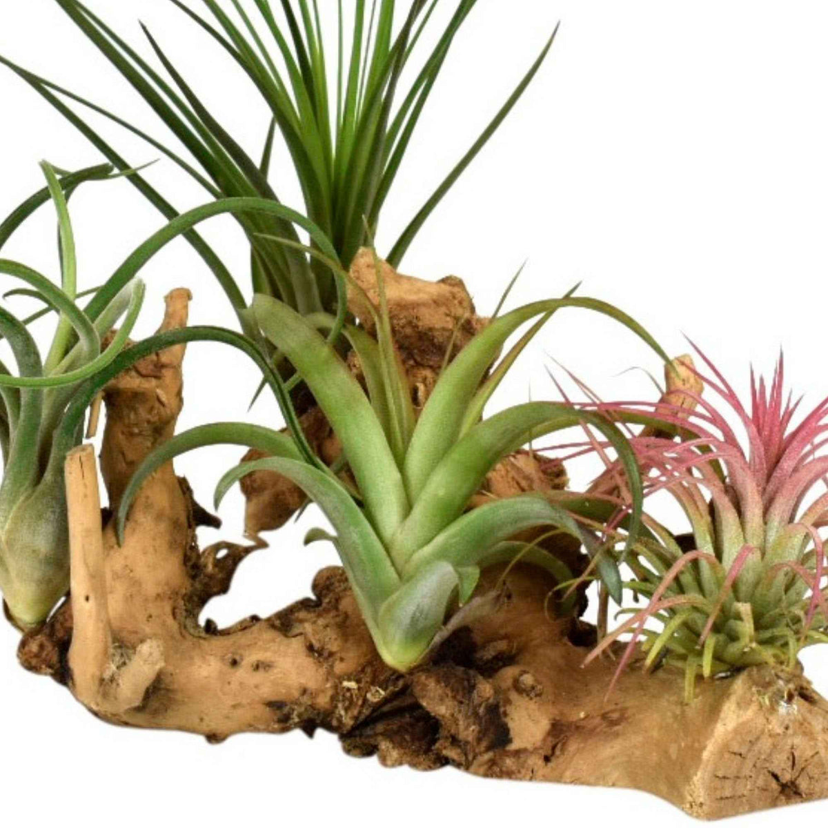 4 Tillandsia's op houtblok - Tillandsia - Bakker