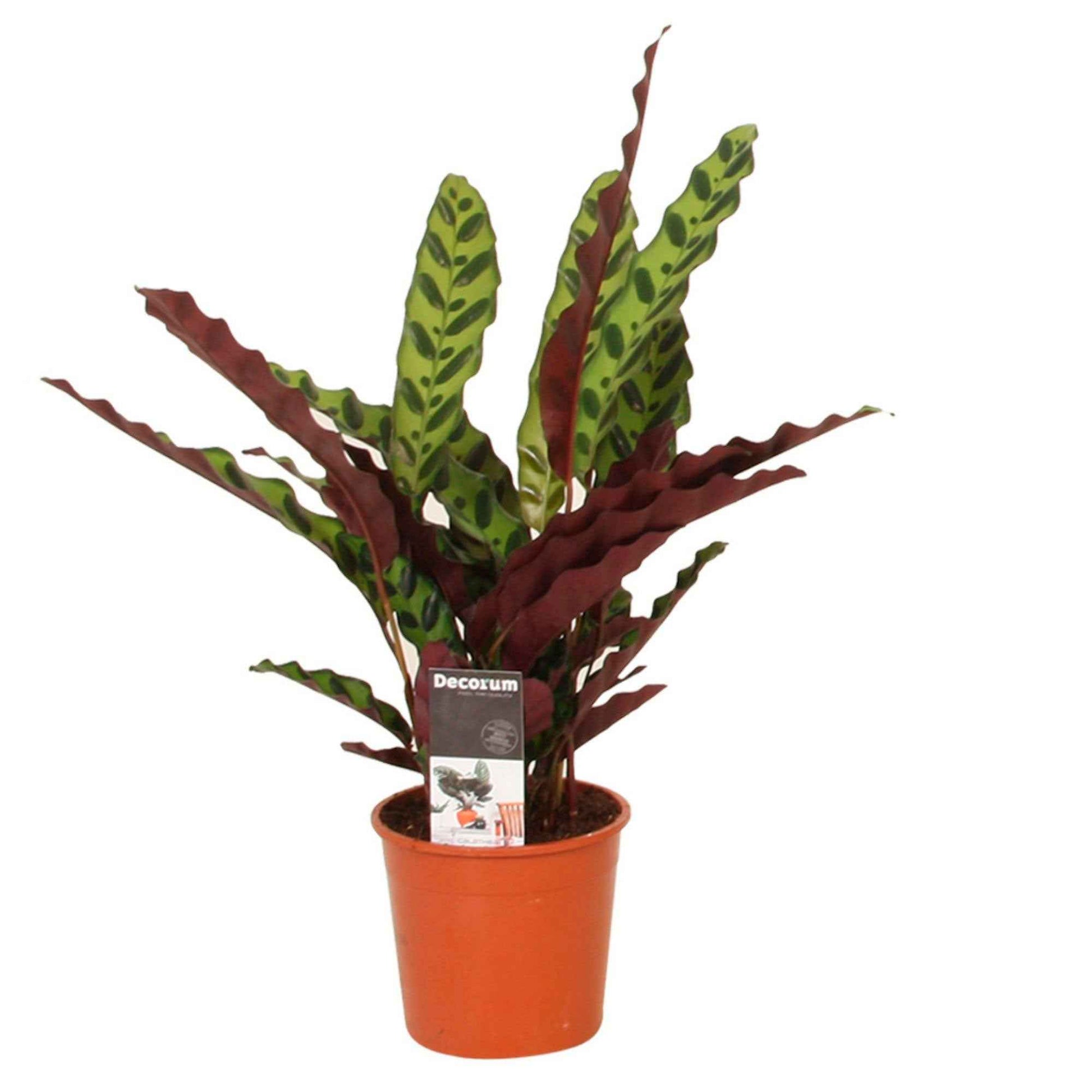 Pauwenplant 'Insigne' - Calathea insignis - Calathea