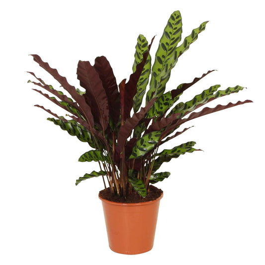 Pauwenplant 'Insigne' - Bakker