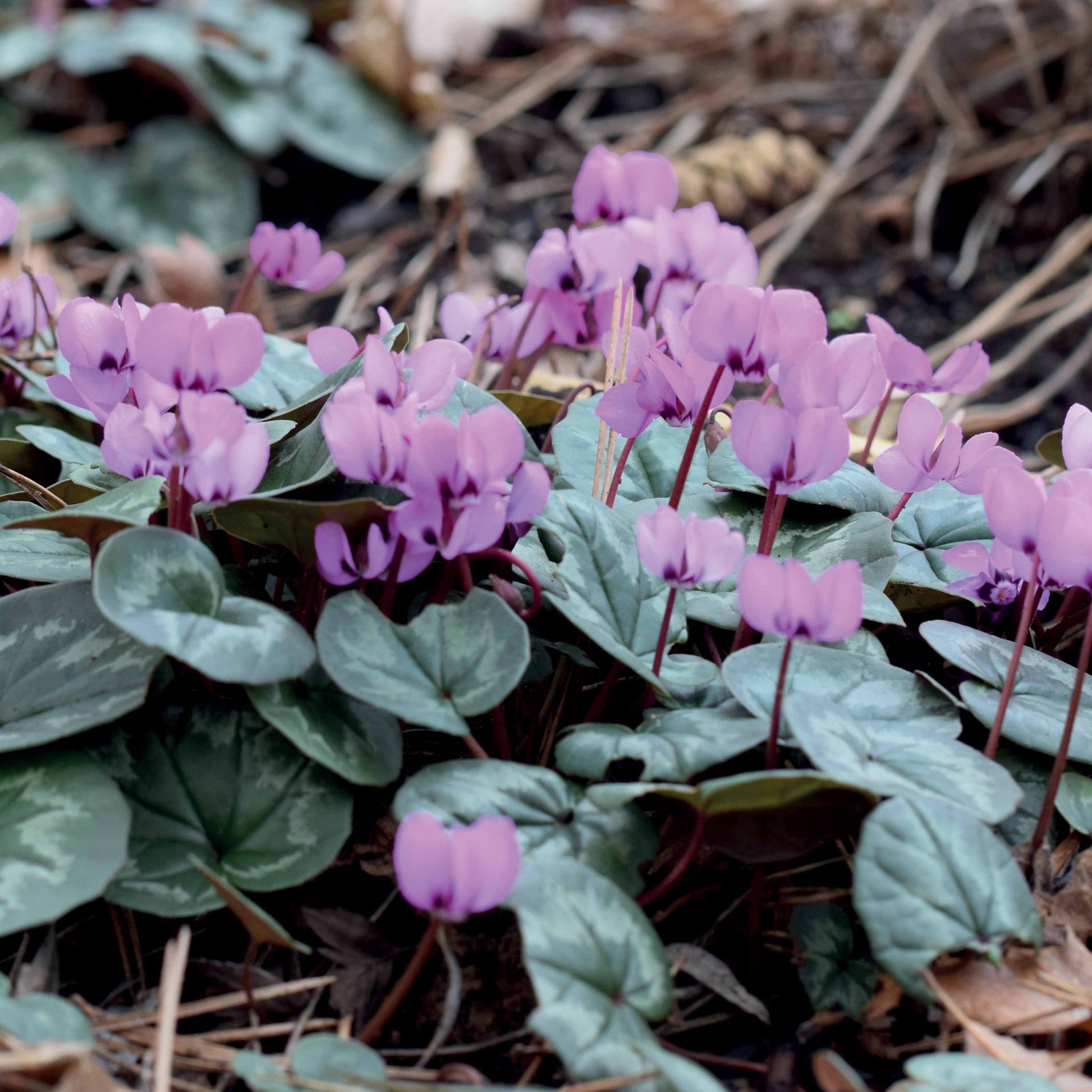 Zomerbloeiers - Cyclaam coum (x3) - Cyclamen coum