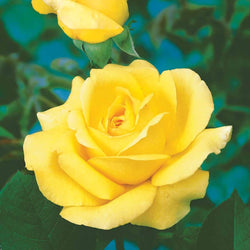 Struikroos Rosa 'Arthur Bell' - Bakker