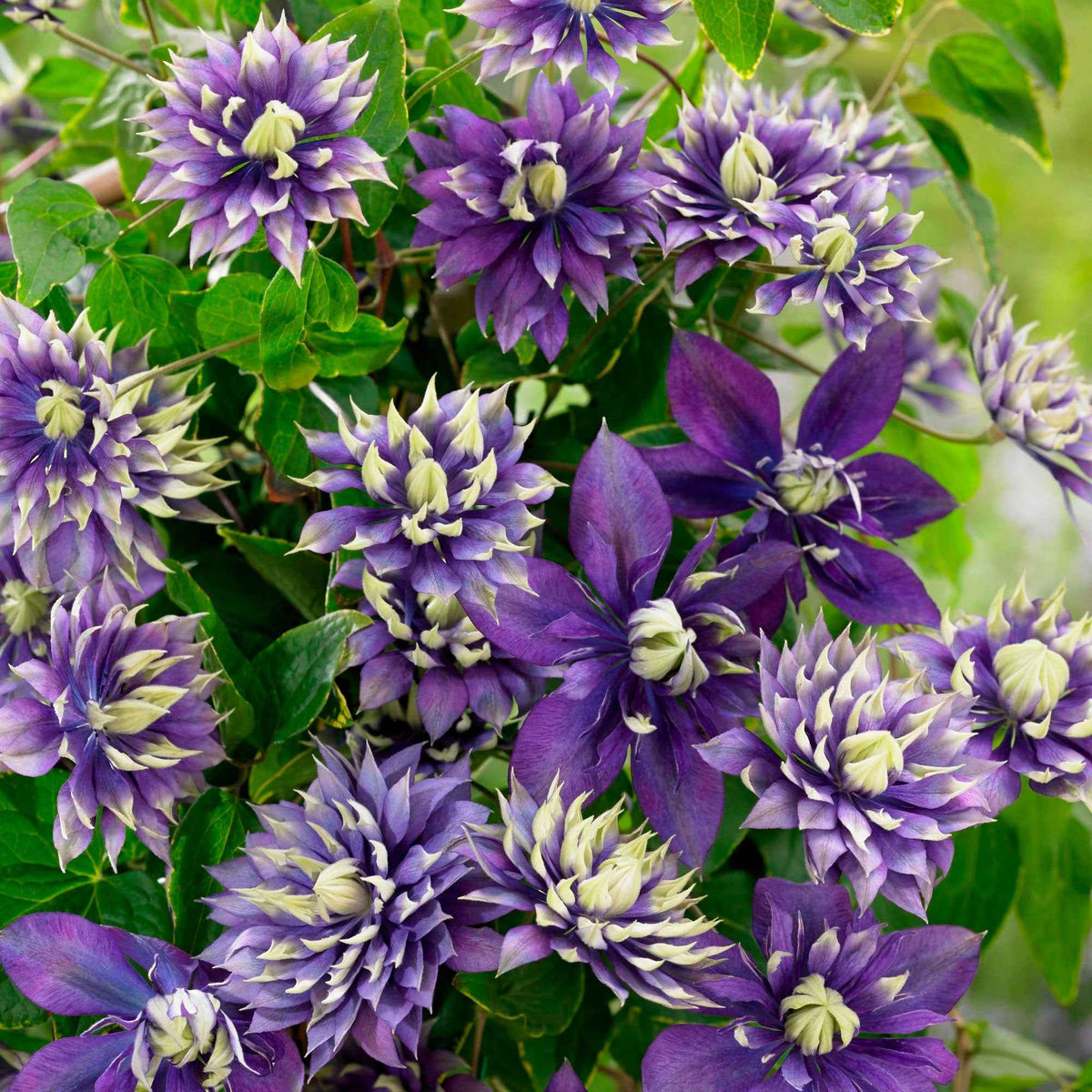 Clematis Taïga - Bosrank 'Taiga' - Clematis