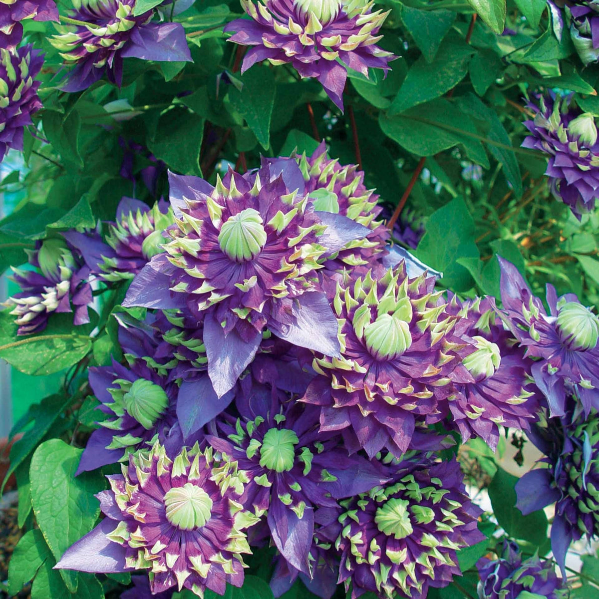 Clematis - Bosrank 'Taiga' - Clematis Taïga