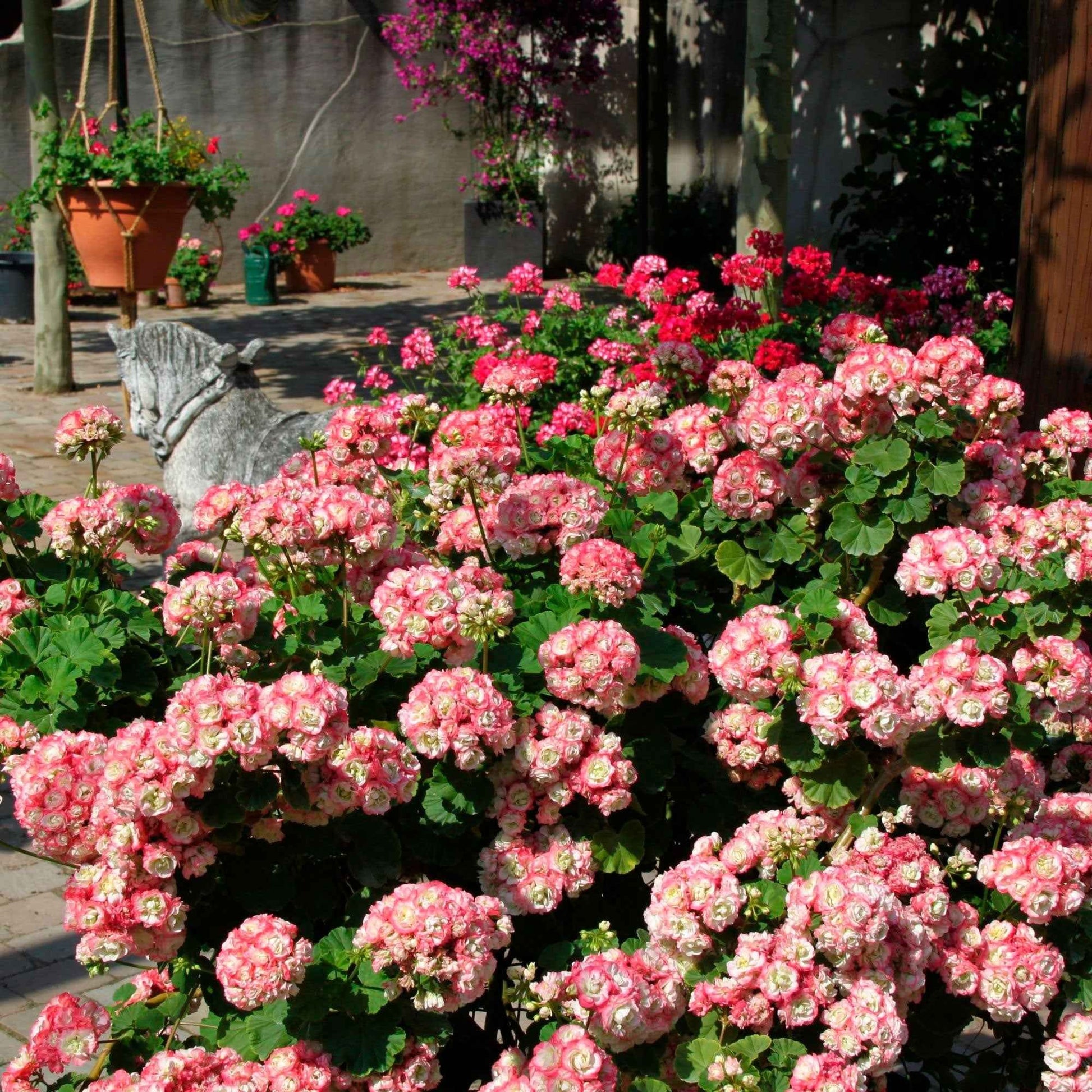 Geranium 'Appleblossom' (x3) - Pelargonium zonale apple blossom - Terras- en balkonplanten