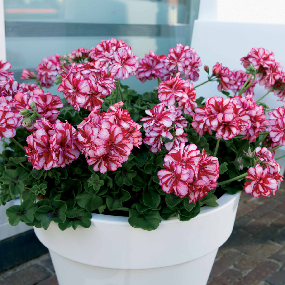 Klimgeranium bicolor (x3) - Pelargonium peltatum nixe - Bakker