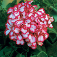 Klimgeranium bicolor (x3) - Pelargonium peltatum nixe