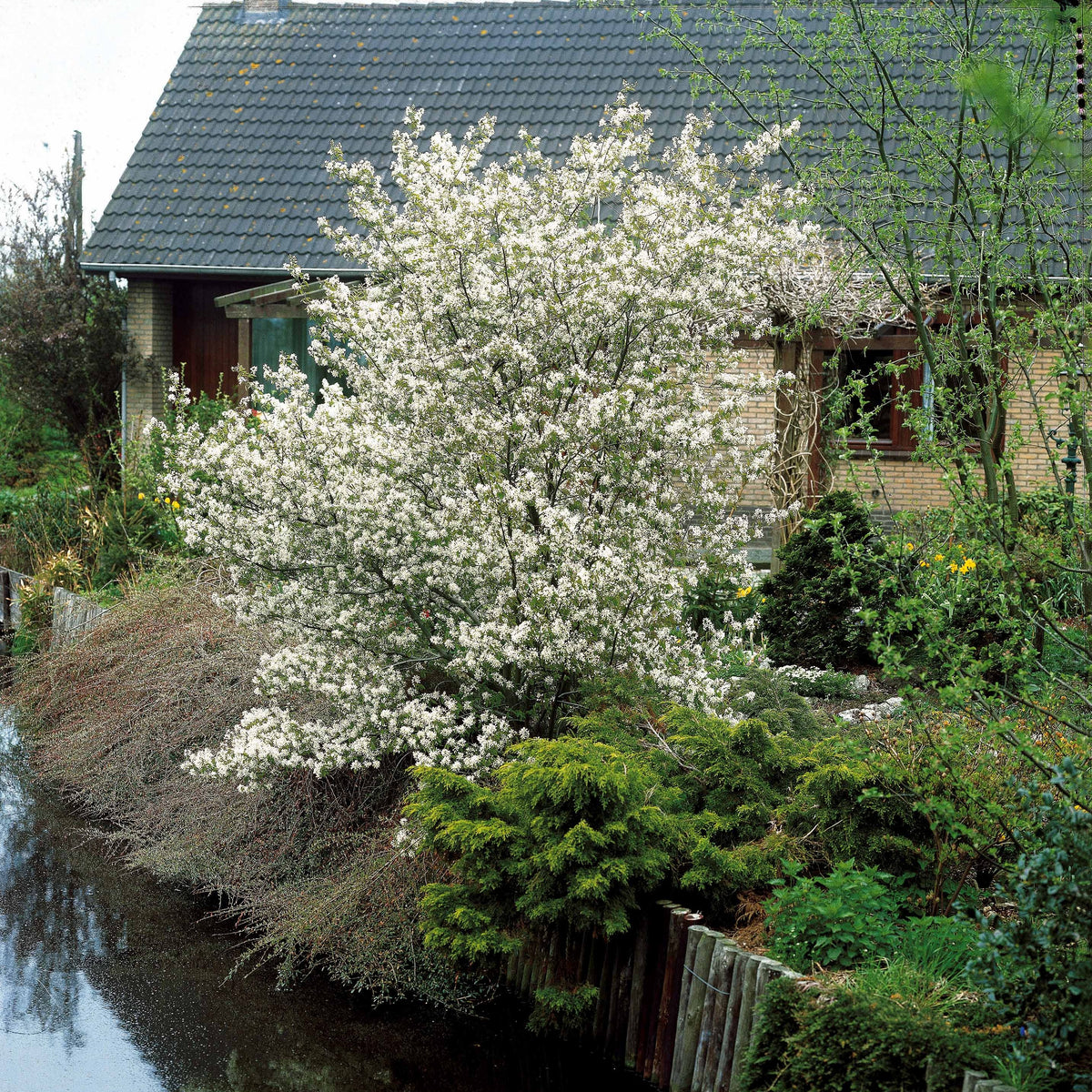 Verkoop Krentenboom - Bloeiende heesters