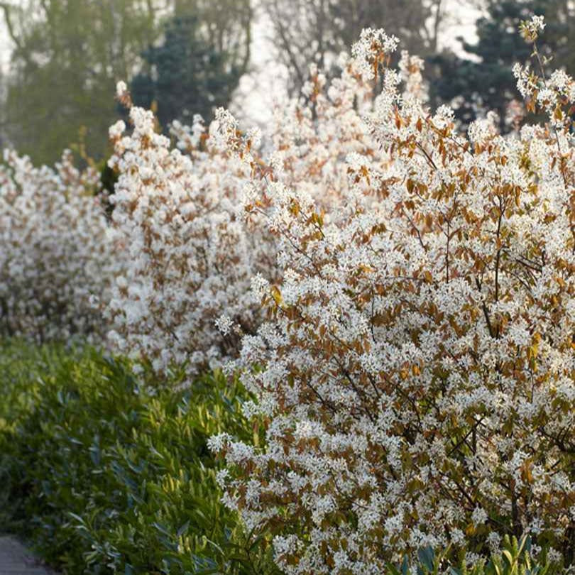 Krentenboom - Amelanchier lamarckii - Tuinplanten