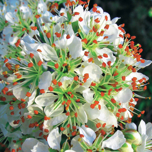 Portugese laurier 'Angustifolia' (x3) - Bakker