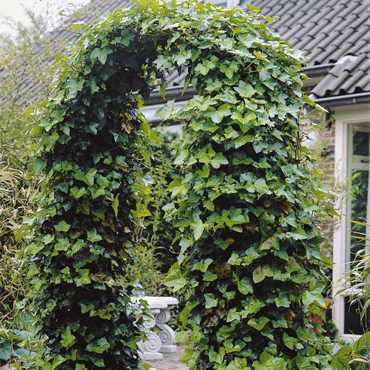 Klimop Hedera hibernica (x3) - Bakker