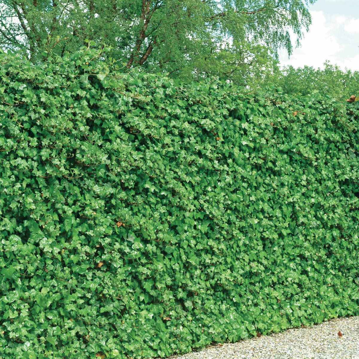 Klimop Hedera hibernica (x3) - Hedera hibernica - Bakker