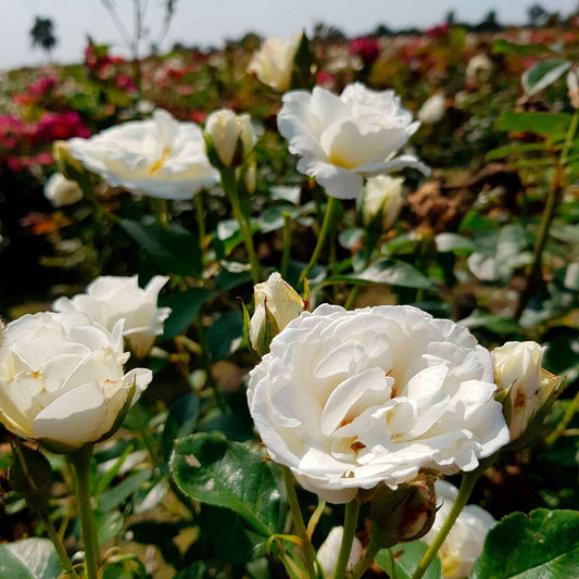 Trosroos 'Kristal' - Rosa kristall - Tuinplanten