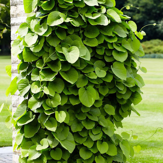 Duitse pijp - Aristolochia macrophylla