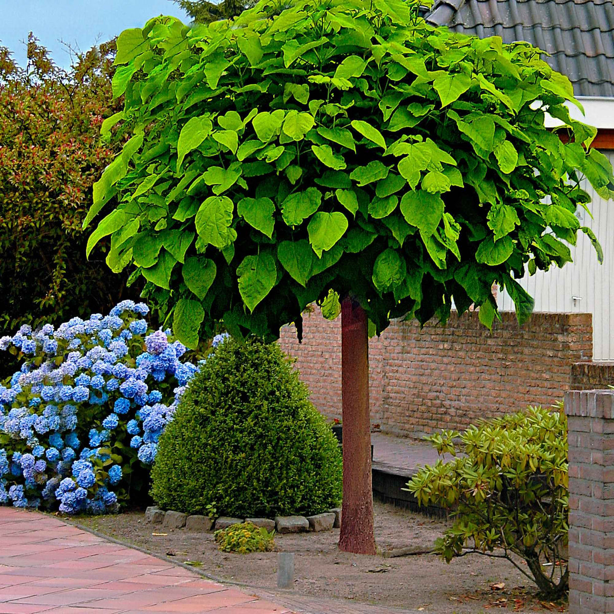Catalpa bignonioides Nana - Bolcatalpa - Trompetboom - Catalpa
