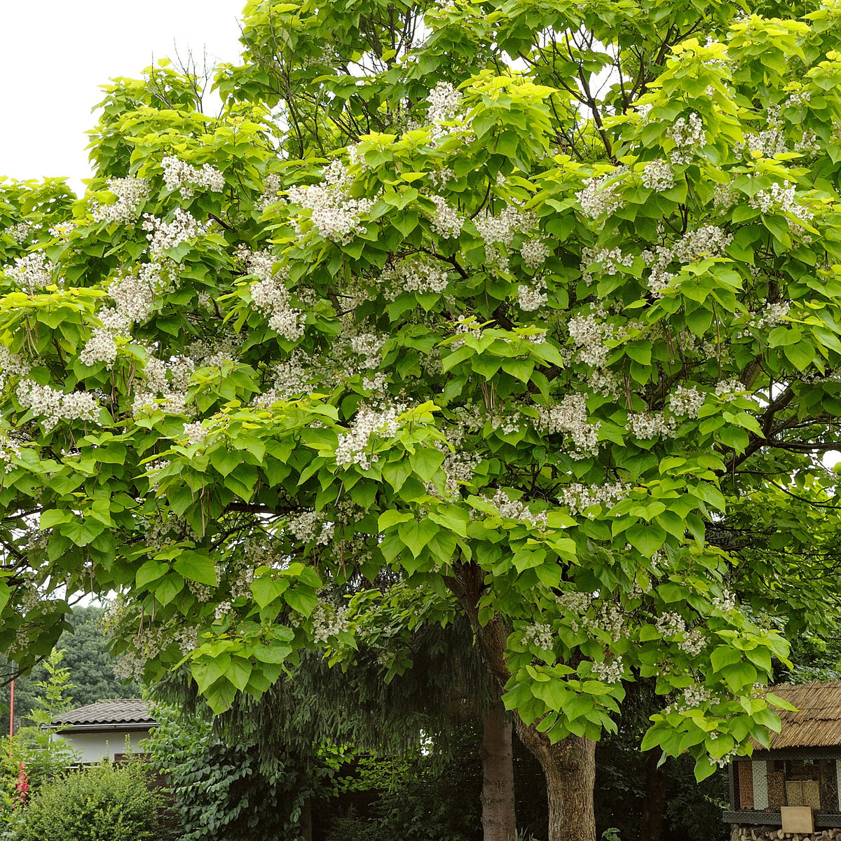 Catalpa - Catalpa bignonioides - Bakker