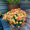 Petunia 'Indian Summer' (x3) - Petunia cascadias indian summer - Terras- en balkonplanten