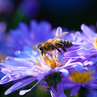 Herfstaster 'Lady in Blue' (x3) - Aster dumosus lady in blue - Heesters en vaste planten