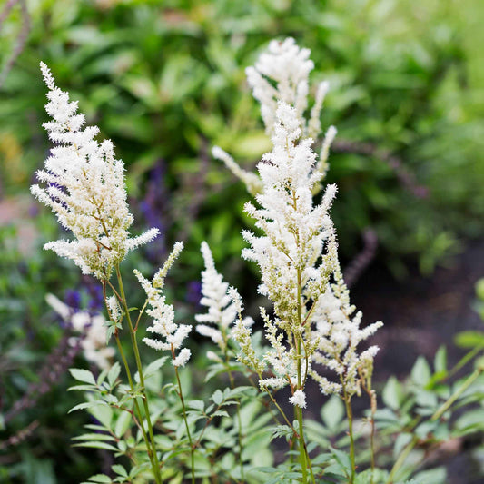 Pluimspirea 'Brautschleier' - Astilbe brautschleier - Tuinplanten