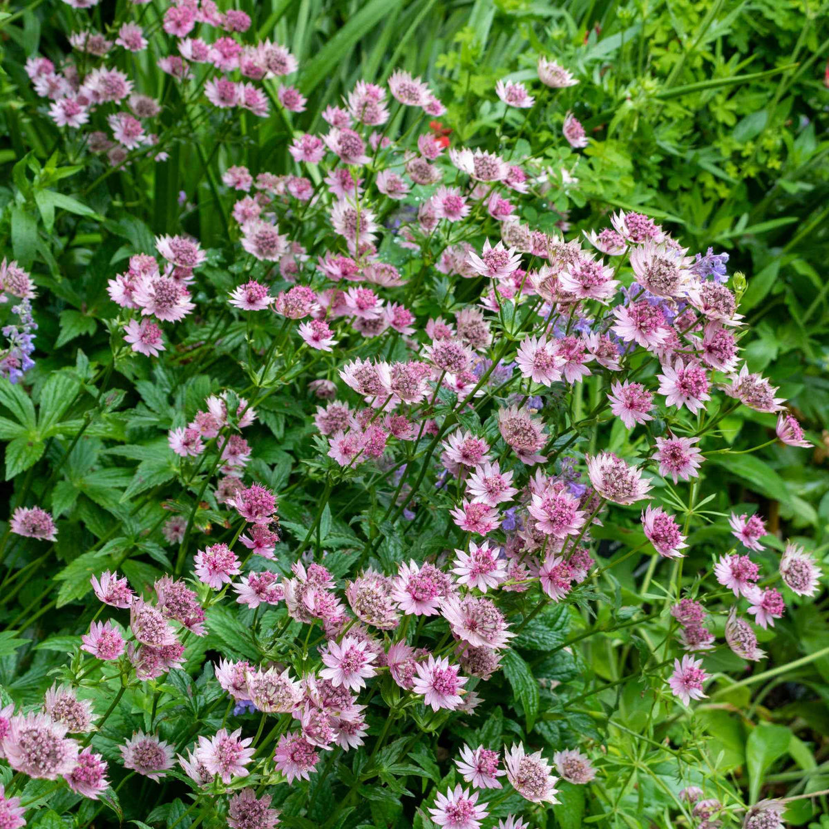 Zeeuws knoopje 'Roma' - Astrantia major Roma - Bakker