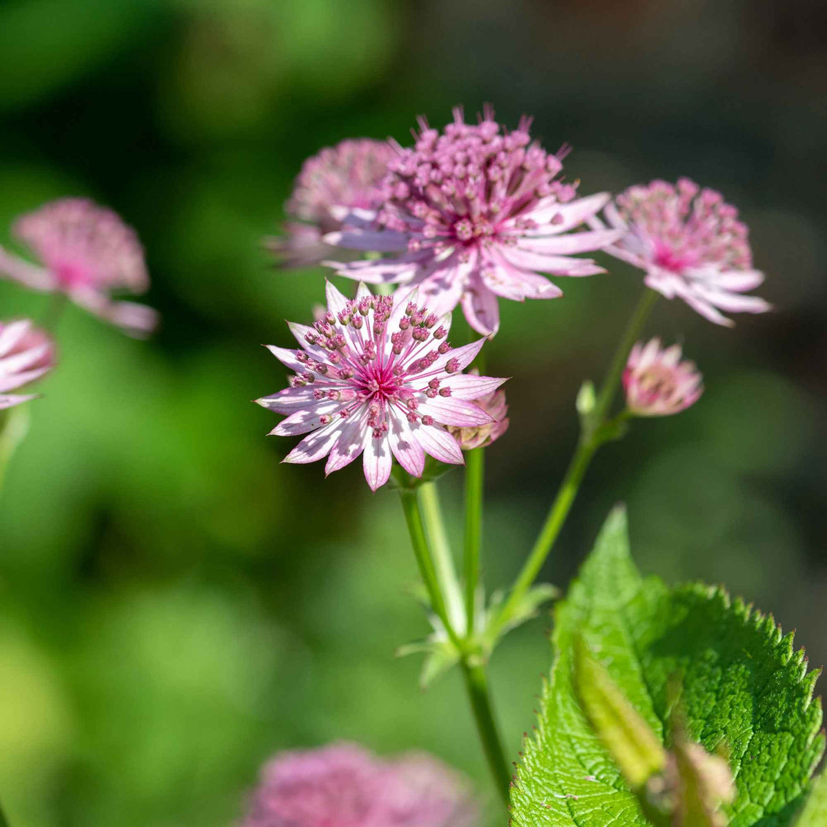 Astrantia major Roma - Zeeuws knoopje 'Roma' - Astrantia