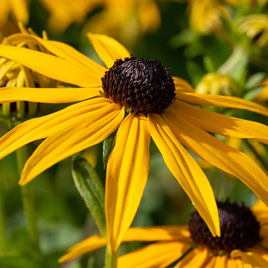 Zonnehoed 'Goldsturm' (x3) - Rudbeckia fulgida goldsturm - Tuinplanten