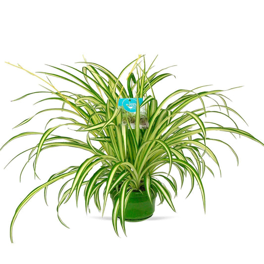 Graslelie 'Vittatum' - Bakker