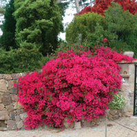 Roze bougainville - Bougainvillea pink - Terras- en balkonplanten