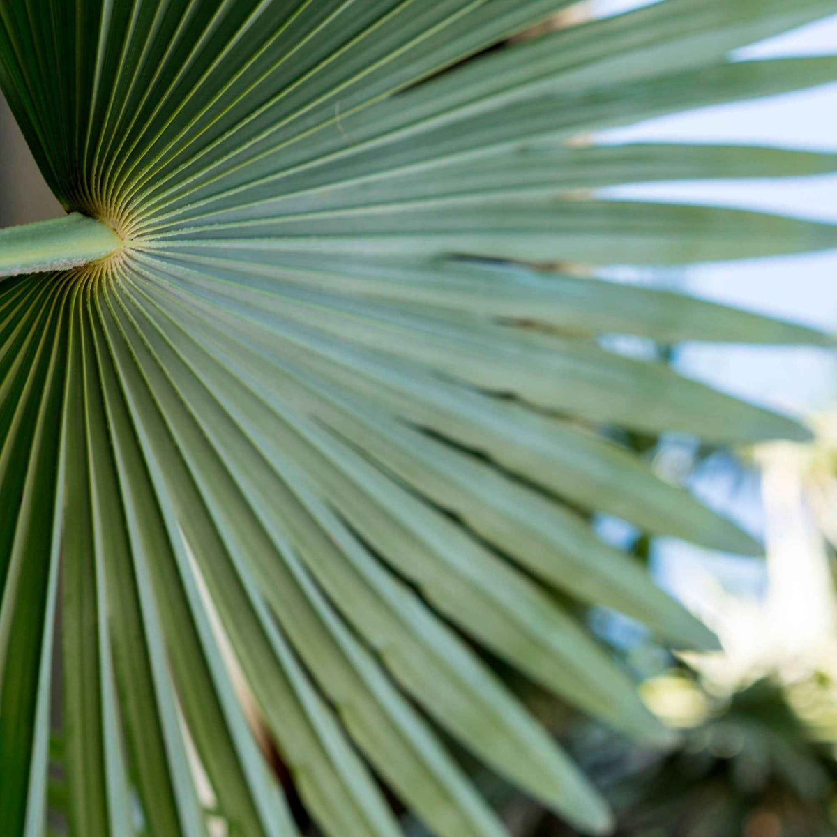 Europese dwergpalm 3 Liter pot - Chamaerops humilis - Bakker