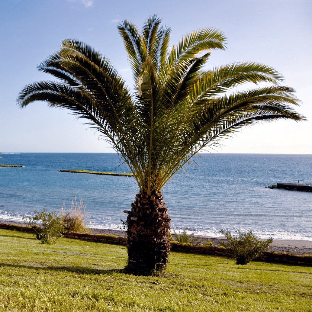 Verkoop Dadelpalm - Phoenix canariensis
