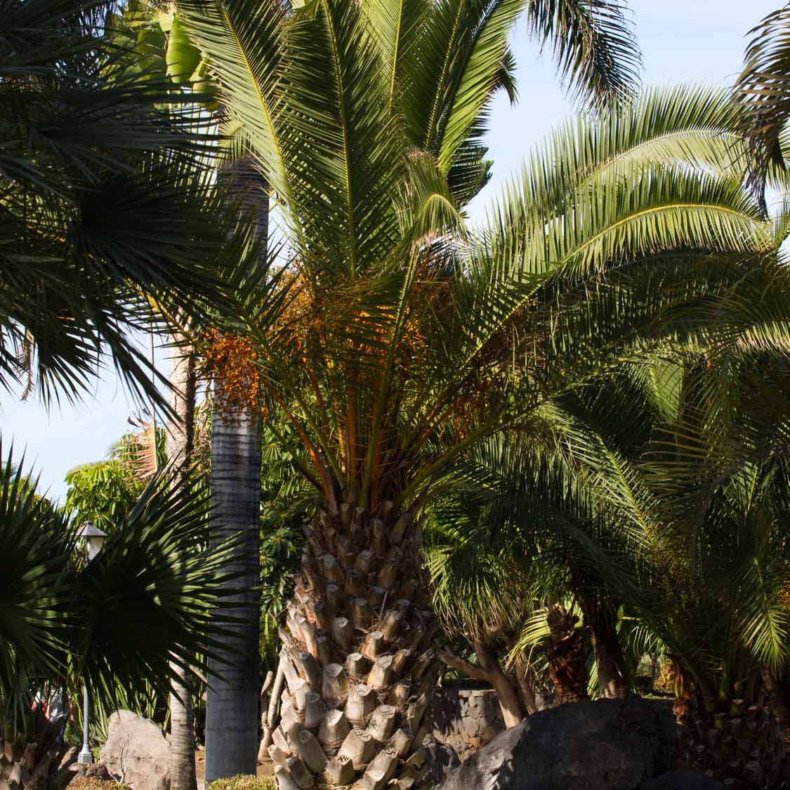 Dadelpalm - Phoenix canariensis