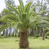 Dadelpalm - Phoenix canariensis - Tuinplanten