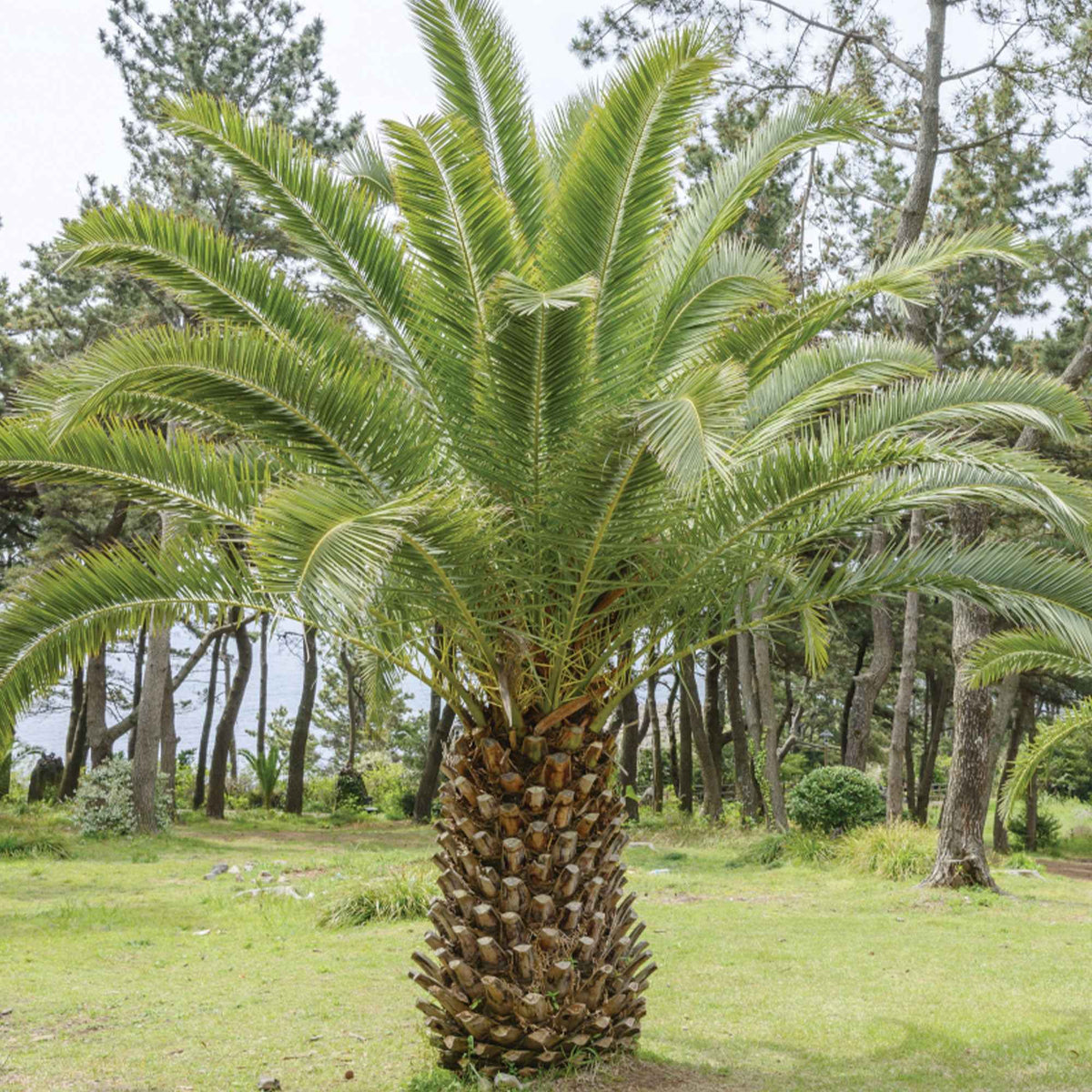 Dadelpalm - Bakker