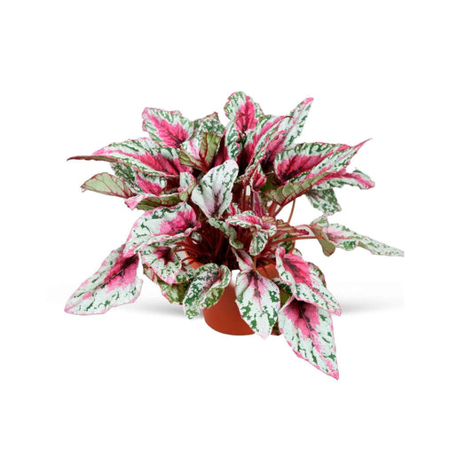 Bladbegonia 'Maui Sunset' - Bakker