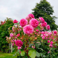 Klimroos 'Ozeana' - Rosa ozeana ® - Tuinplanten